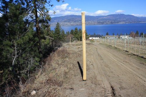 Posts being used to fence off the Dry Gully